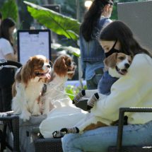 Paws in the Park 2 การกลับมาของอีเวนท์เพื่อเจ้าของและน้องหมาแสนรัก