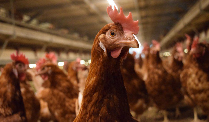 EGGTRACK 2025: การเปลี่ยนผ่านสู่ระบบปลอดกรงในประเทศไทยเดินหน้าอย่างต่อเนื่อง โดยความโปร่งใสและการดำเนินการของภาคธุรกิจยังคงเป็นปัจจัยสำคัญ